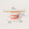 Montessori Brushing Teeth sizes