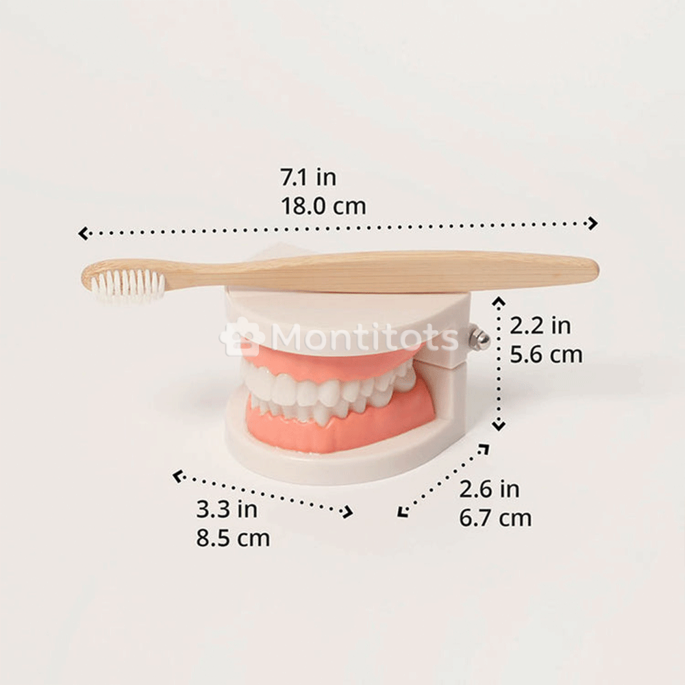 Montessori Brushing Teeth sizes